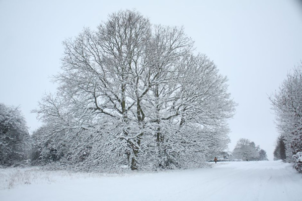 Harpenden Winter